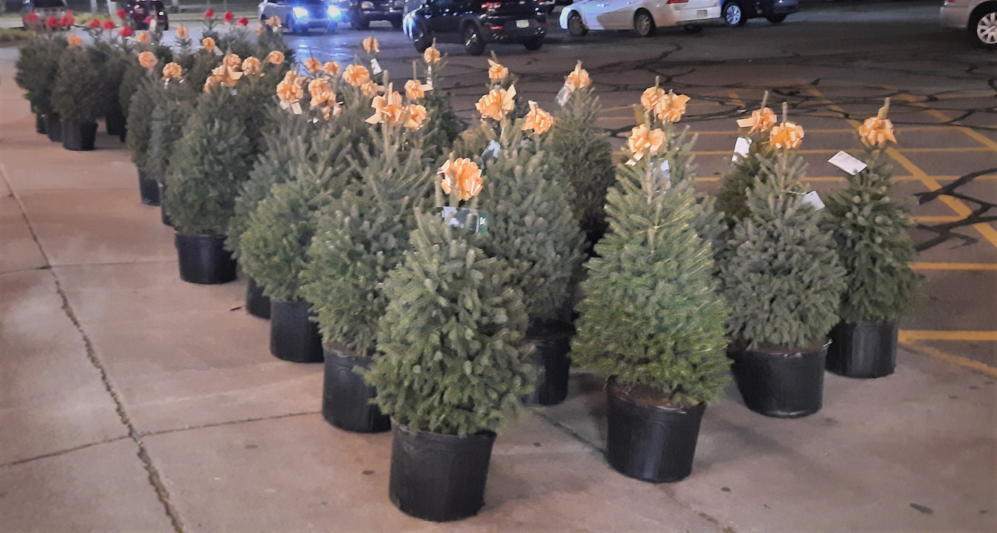 Containerized Christmas trees for sale at an outlet.